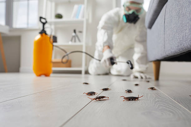 Commercial Rodent Management in Tallahassee